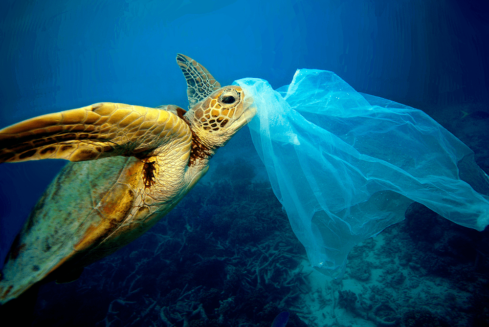 Resíduo Plástico: o vilão dos oceanos